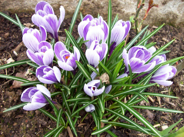 Обои картинки фото цветы, крокусы, филетовый