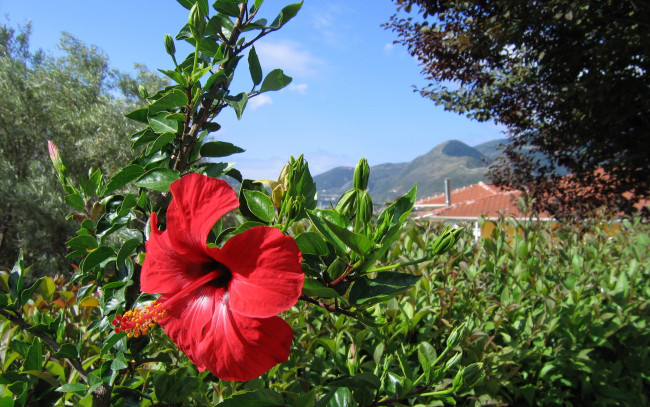 Обои картинки фото цветы, гибискусы, красный