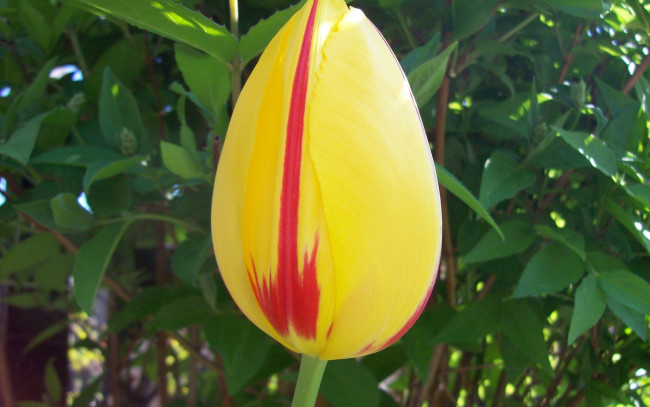 Обои картинки фото цветы, тюльпаны, закрытый, желтый