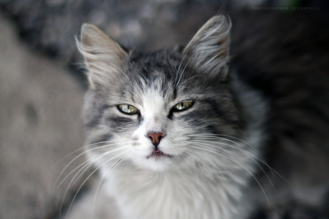 Обои картинки фото животные, коты, кошка, кот