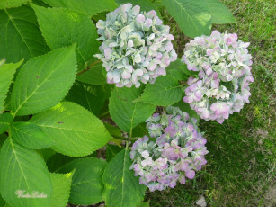 Картинка цветы гортензия соцветия куст