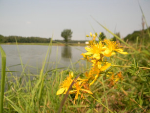 Картинка цветы луговые полевые зверобой