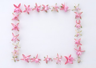 Картинка цветы фуксия бутоны