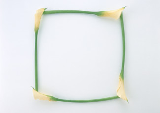 Картинка цветы каллы