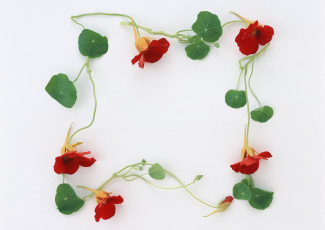 Картинка цветы настурции листочки