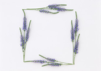 Картинка цветы немофилы вероники веночек