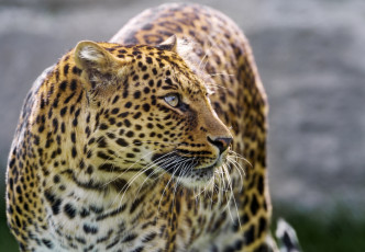 Картинка животные леопарды пятна хищник