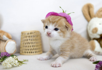 Картинка животные коты шапочка малыш ккотенок