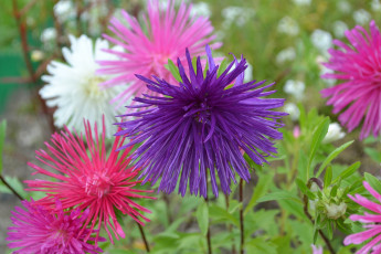 Картинка цветы астры