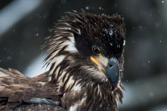 Картинка животные птицы хищники портрет грозный