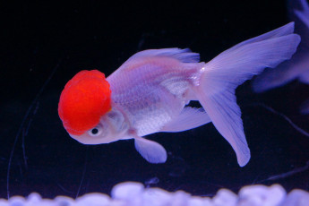 Картинка животные рыбы плавники шапочка