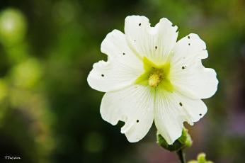 Картинка цветы мальвы белый