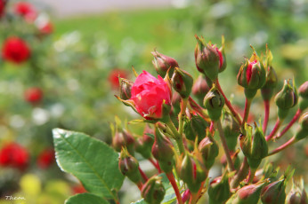 Картинка цветы розы бутоны