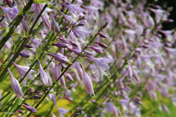 Картинка цветы сиреневый хоста