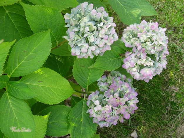 Обои картинки фото цветы, гортензия, соцветия, куст