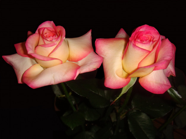 Обои картинки фото цветы, розы