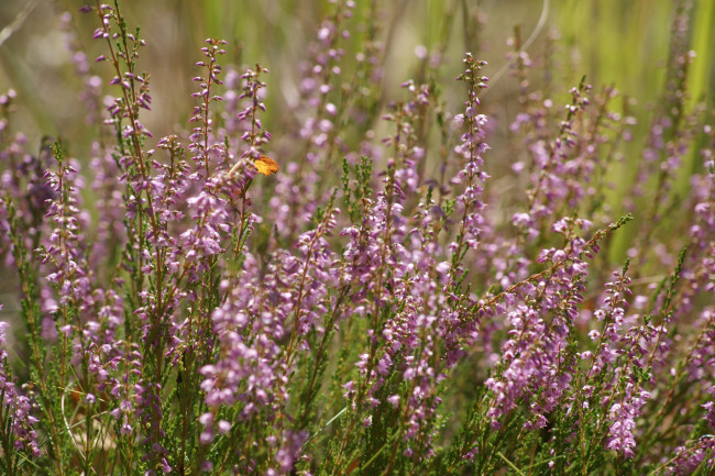 Обои картинки фото цветы, вереск, эрики, сиреневый