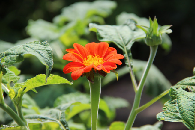 Обои картинки фото цветы, оранжевый