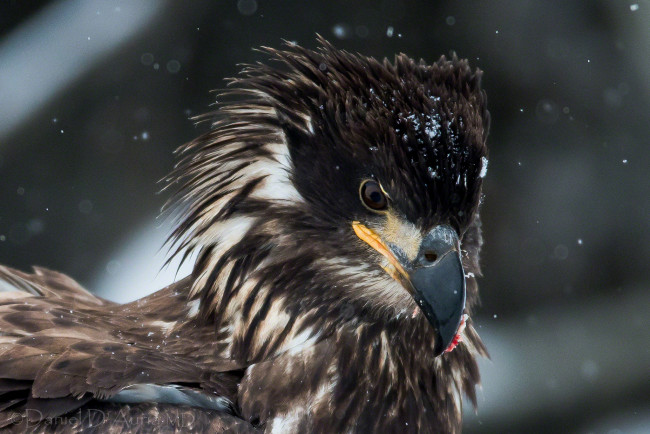 Обои картинки фото животные, птицы, хищники, портрет, грозный