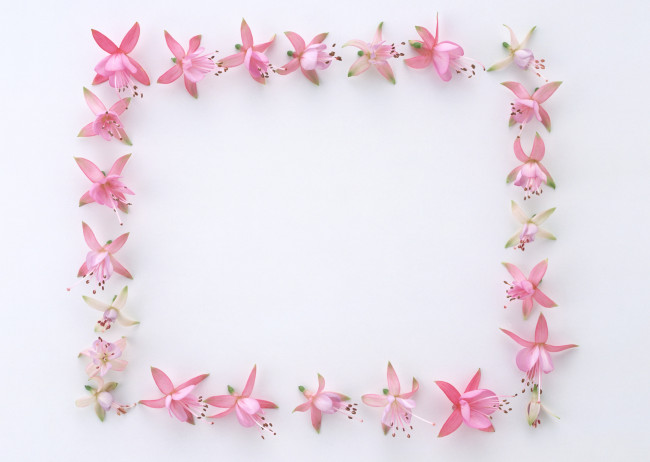 Обои картинки фото цветы, фуксия, бутоны