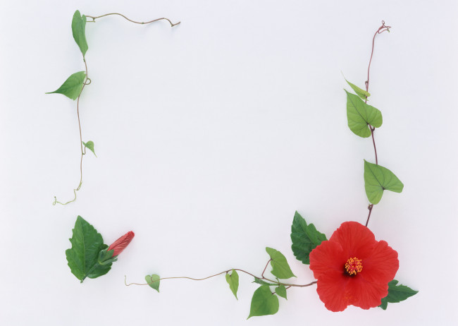 Обои картинки фото цветы, гибискусы, венок