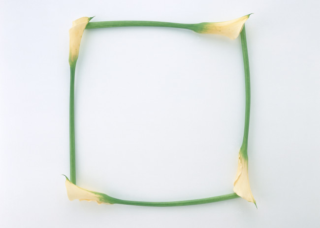 Обои картинки фото цветы, каллы