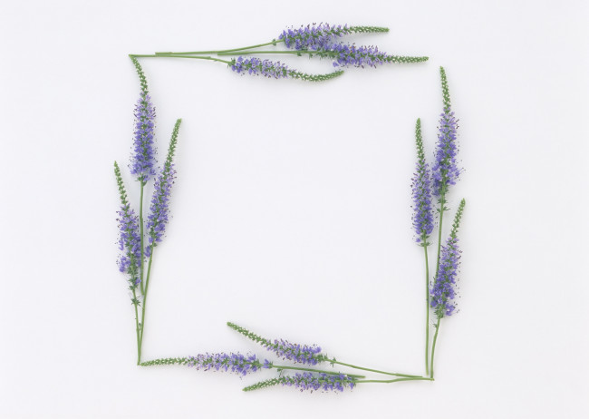 Обои картинки фото цветы, немофилы, вероники, веночек