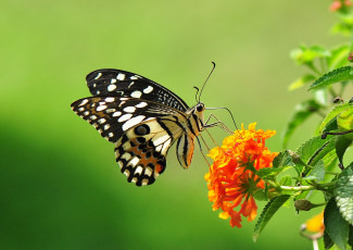 Картинка животные бабочки цветы бабочка
