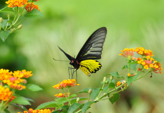 Картинка животные бабочки цветы бабочка