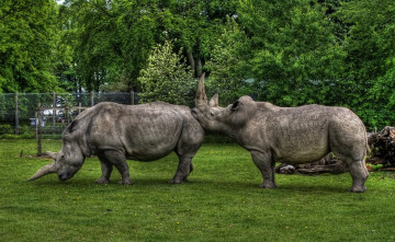 Картинка животные носороги вольер