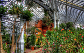 Картинка цветы разные+вместе оранжерея растения деревья