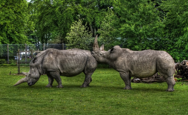 Обои картинки фото животные, носороги, вольер