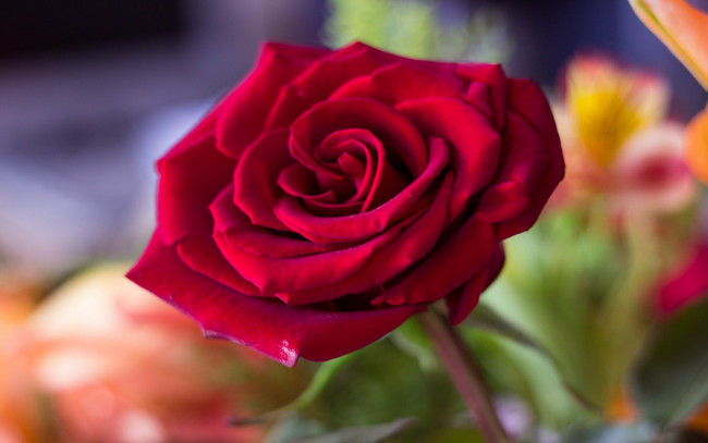 Обои картинки фото цветы, розы, цветок