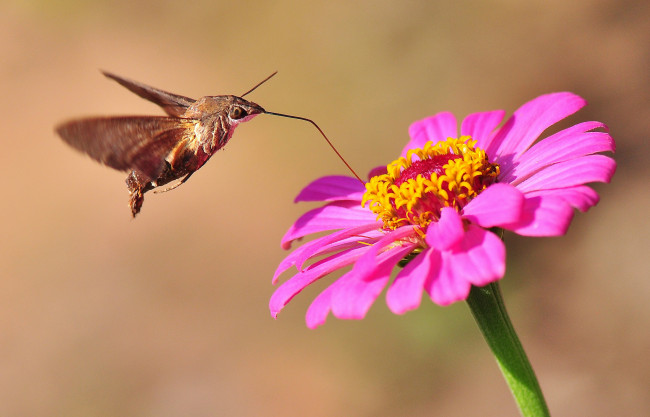 Обои картинки фото животные, бабочки, цветы, бабочка