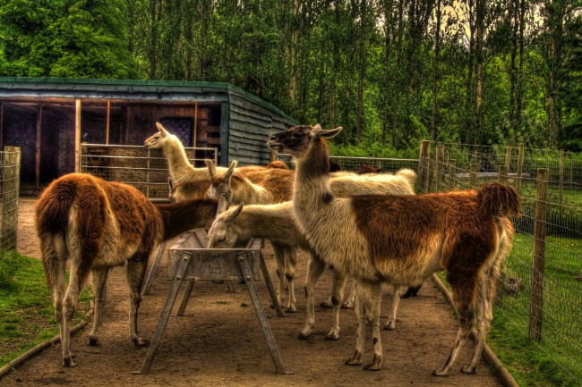 Обои картинки фото животные, ламы, вольер