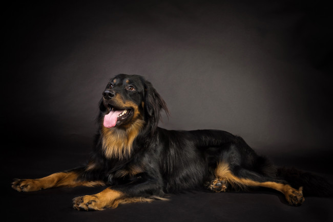 Обои картинки фото животные, собаки, собака, черная