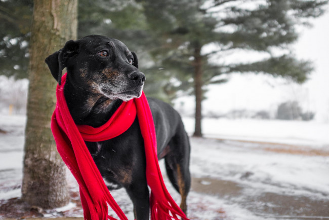 Обои картинки фото животные, собаки, собака, шарф