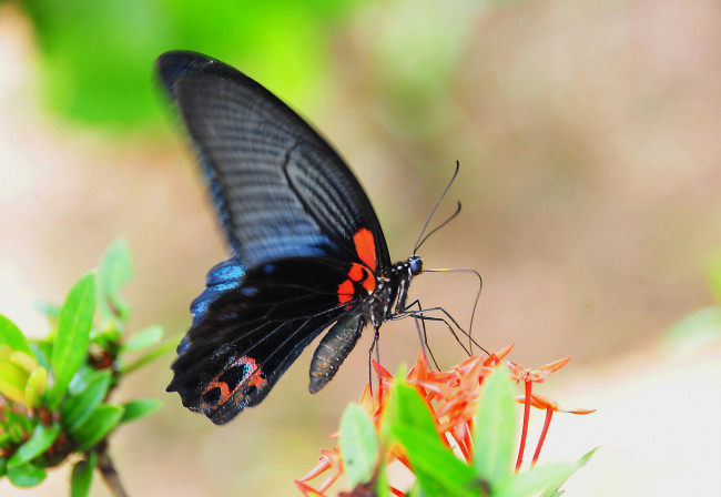 Обои картинки фото животные, бабочки, цветы, бабочка