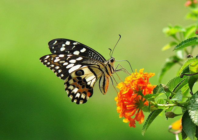 Обои картинки фото животные, бабочки, цветы, бабочка