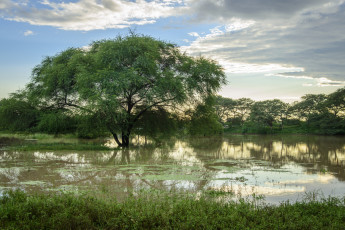 Картинка природа реки озера река лес