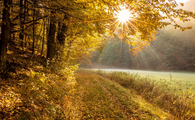 Обои картинки фото природа, лес, рассвет