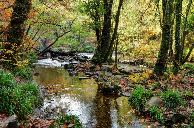 Обои картинки фото природа, реки, озера, река, лес