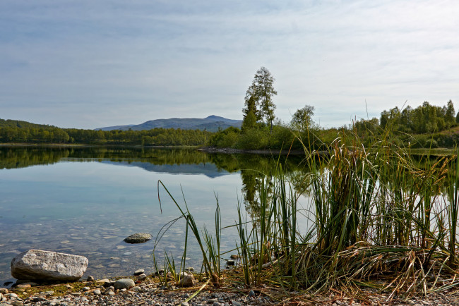 Обои картинки фото природа, реки, озера, лес, река