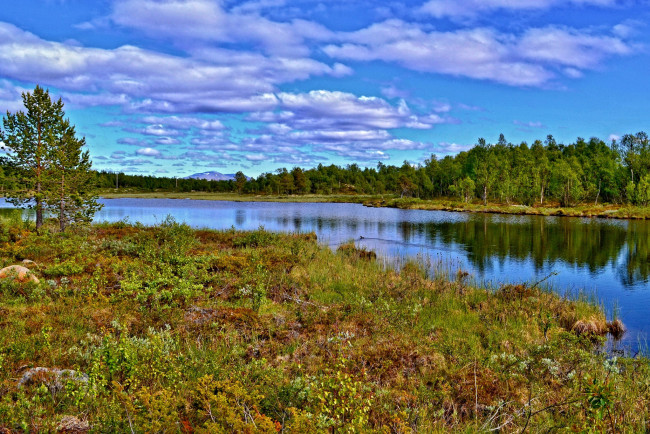 Обои картинки фото природа, реки, озера, река, лес