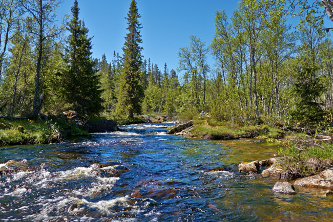 Обои картинки фото природа, реки, озера, река, лес