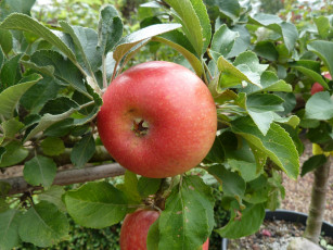 Картинка природа плоды яблоки