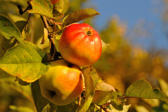 Картинка природа плоды яблоки