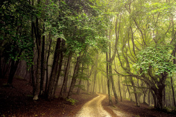 Картинка природа дороги дорога деревья лес пейзаж