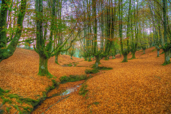 Картинка природа лес осень