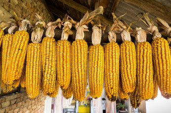 Картинка еда кукуруза початки